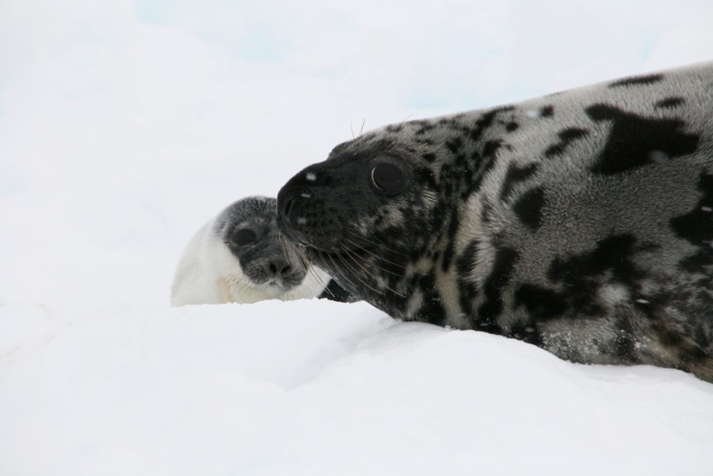 hooded seal and pup