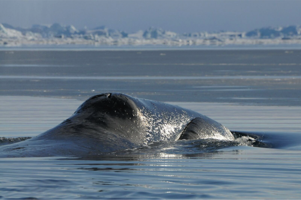 Bowhead whale © Outi Tervo