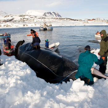 Bowhead whale caught in Disko Bay, West Greenland, in 2009. © Greenland Institute of Natural Resources.