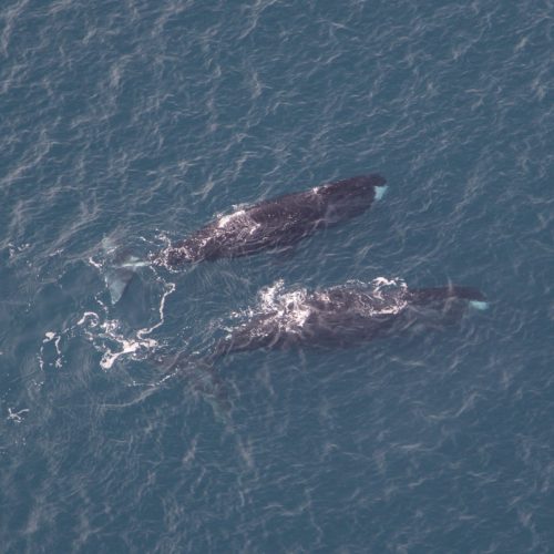 Bowhead whales photographed on an aerial survey in Isabella Bay, Canada. Photo: Rasmus Due Nielsen.