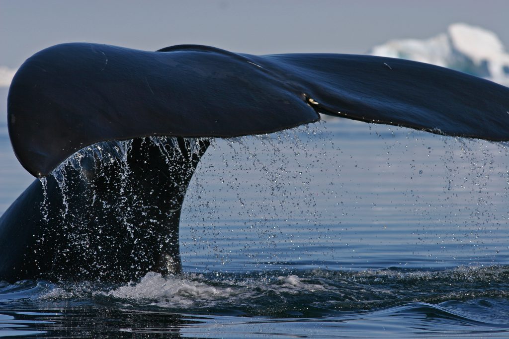 bowhead whale tail 
