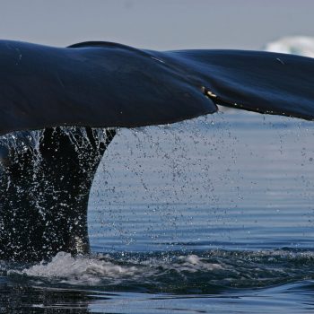 bowhead whale tail © Fernando Ugarte
