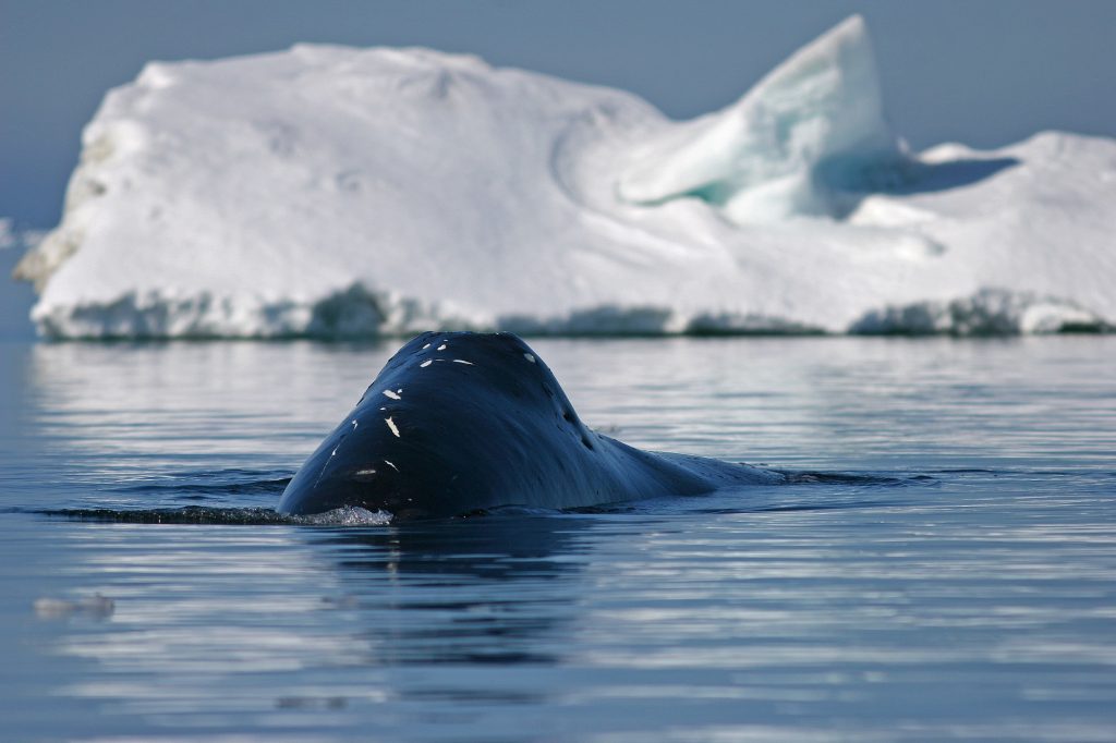 Bowhead whale dorsal ridge