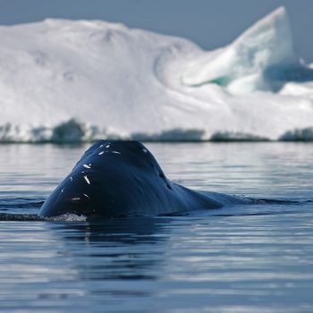 Bowhead whale ©Fernando Ugarte