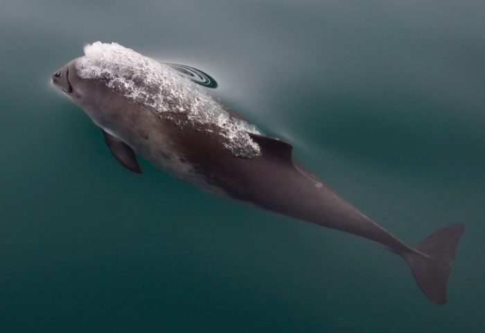 harbor-porpoise-752591 © Pixabay © Pixabay