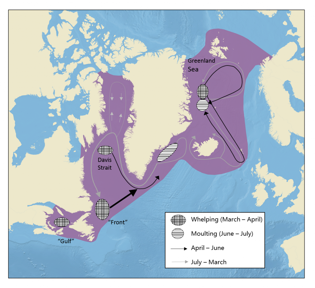 Map hooded seal distribution migration