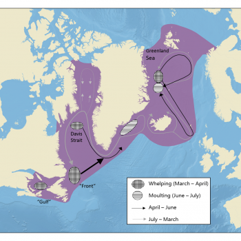 Hooded seal distribution migration