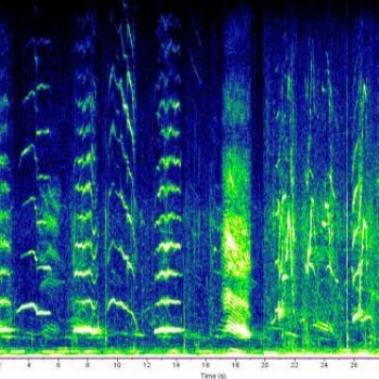 sound wave of humpback whale, easily disturbed by noise