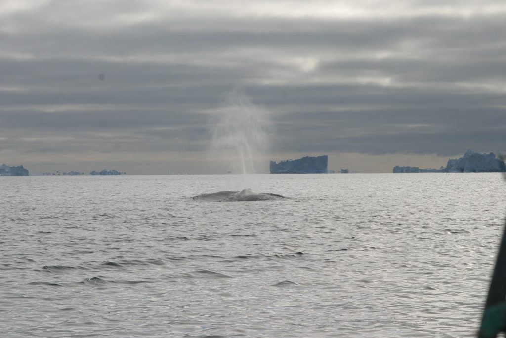 Bowhead whale sending out a V-shaped blow in Disko Bay