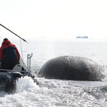 Tagging of a bowhead whale