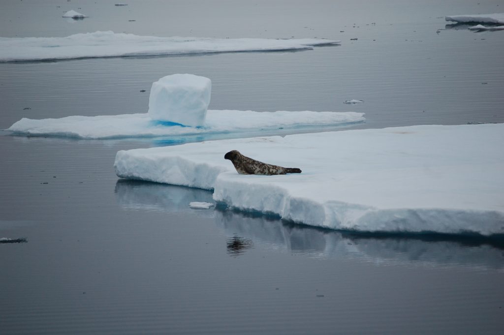 hooded seal on pack ice 