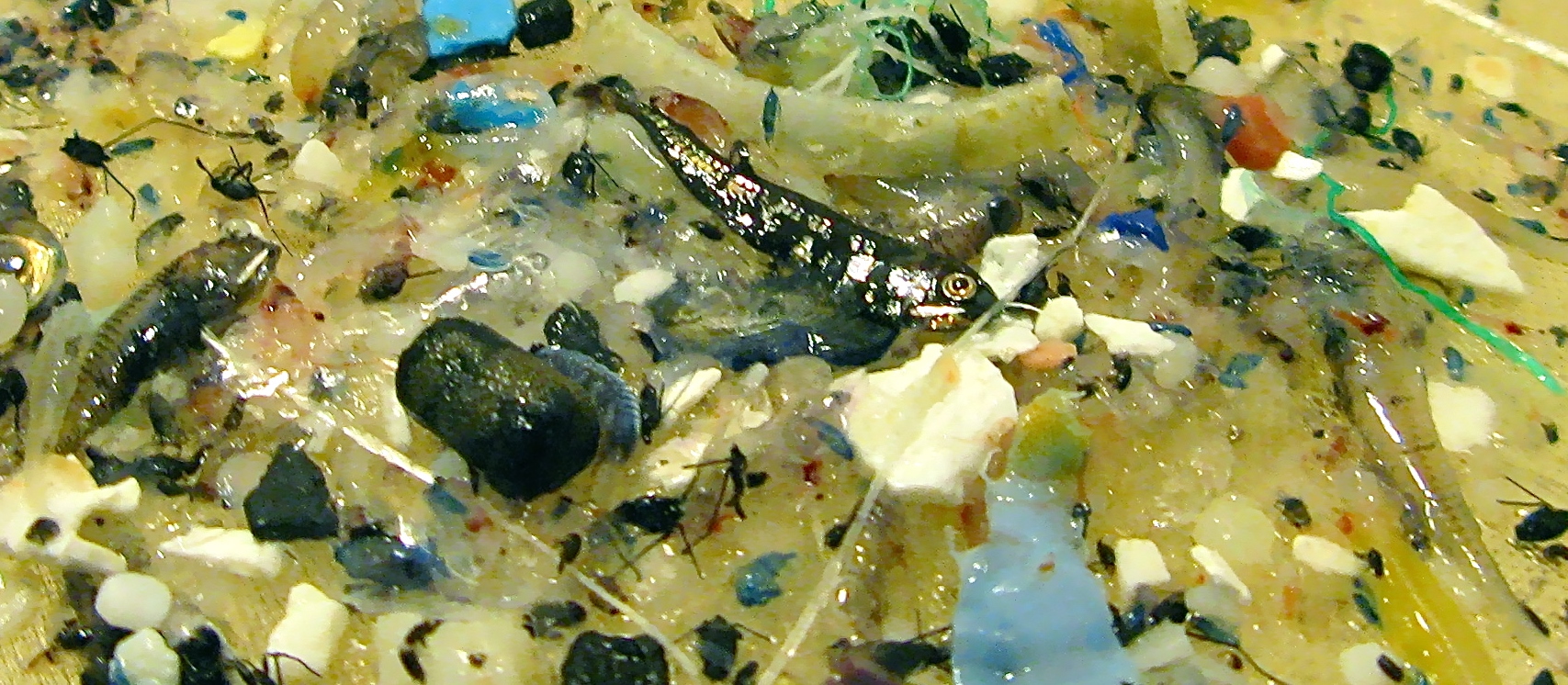 Example of plastics and microplastics