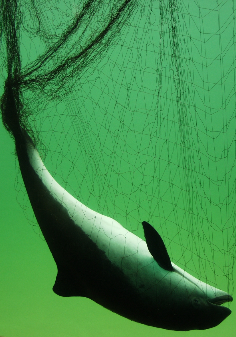 Harbour porpoise dead caught in a gillnet