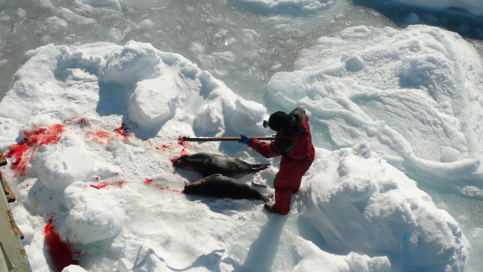 Norwegian sealing pack ice