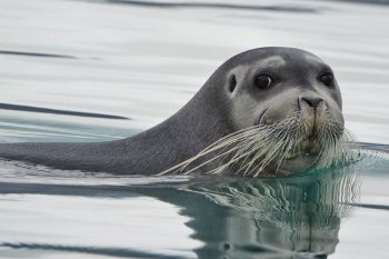 bearded seal whiskers
