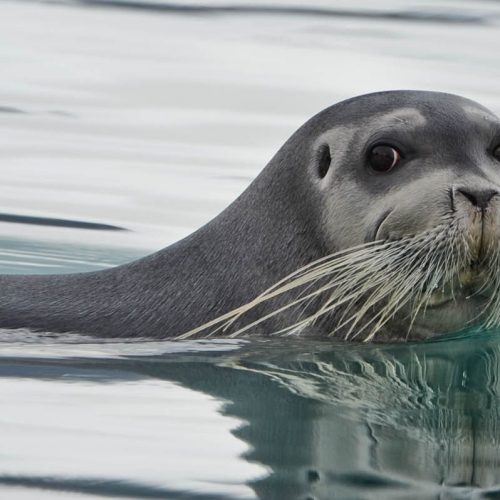 bearded seal whiskers