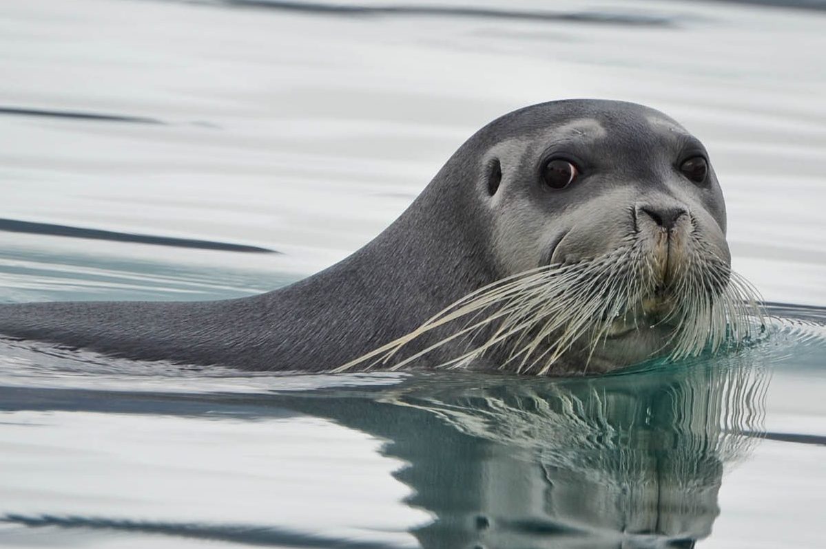 Bearded Seal NAMMCO Bearded Seal NAMMCO