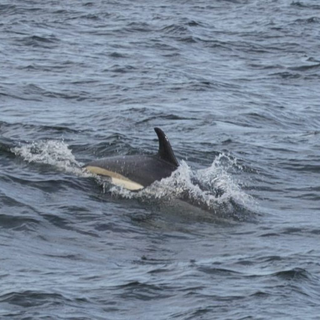 Atlantic white-sided dolphin