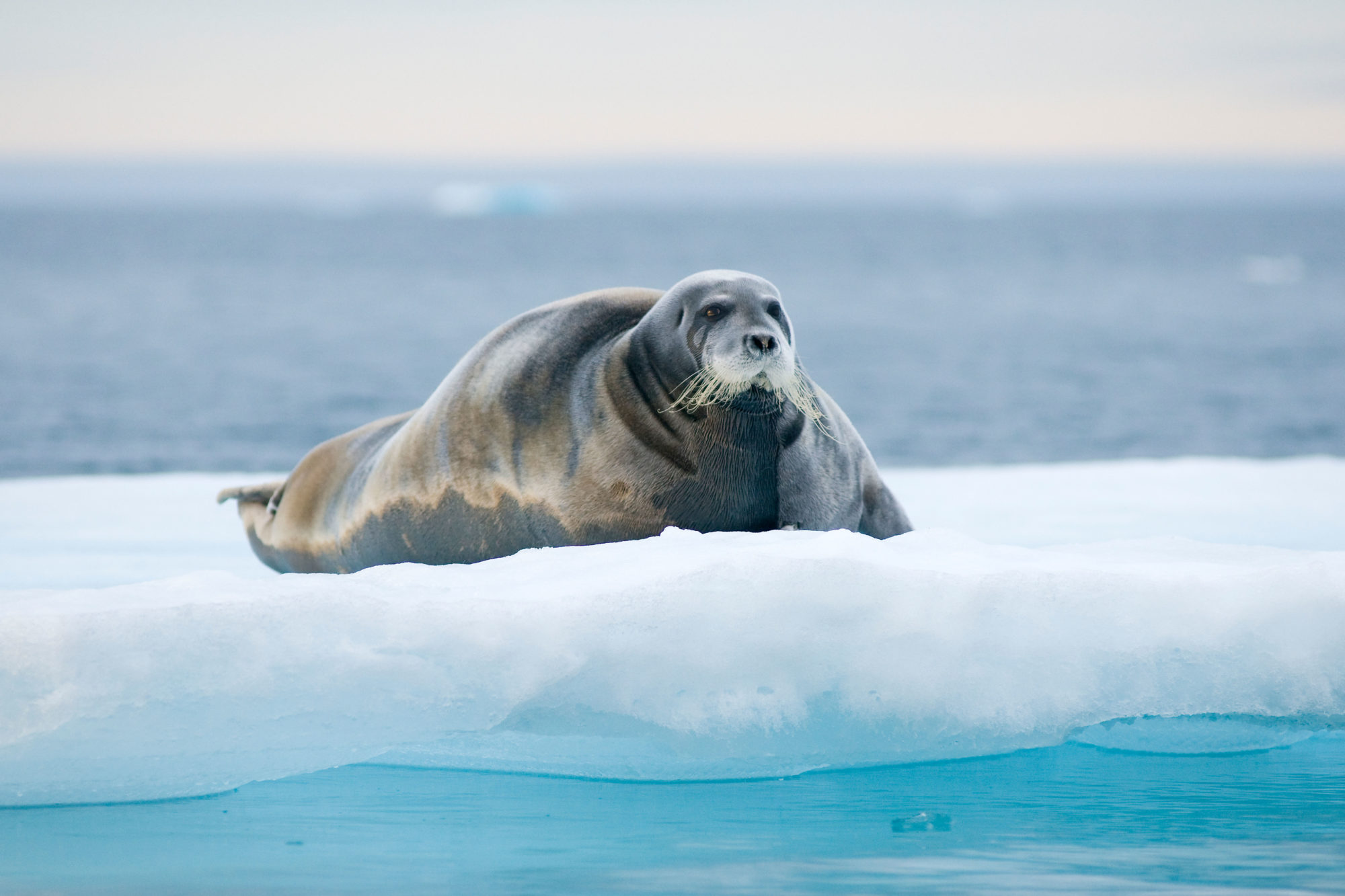 bearded seal Svalbard