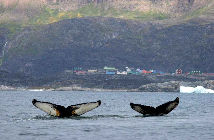 two Humpback Whale tails in front of Greenlandic settlement
