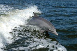 bottlenose dolphin breaching