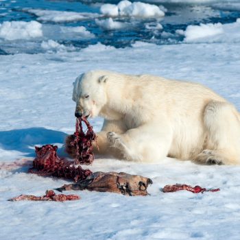 polar bear eating bearded seal