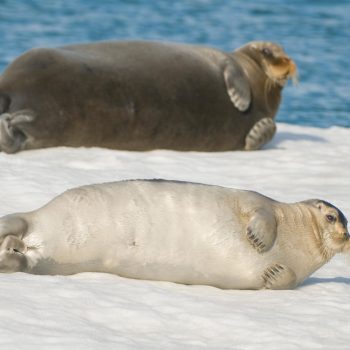 bearded seal and pup