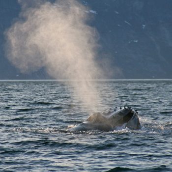 humpback whale tubercles
