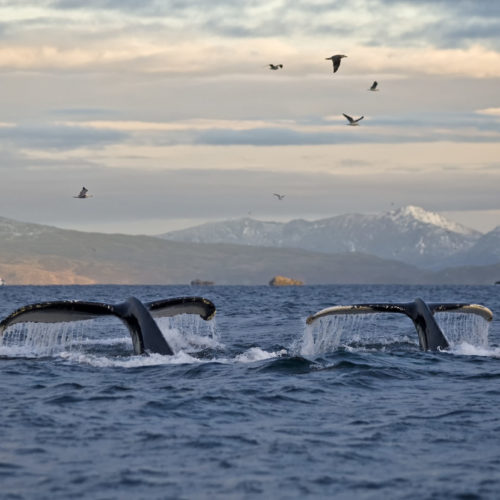 humpback whales off Norway