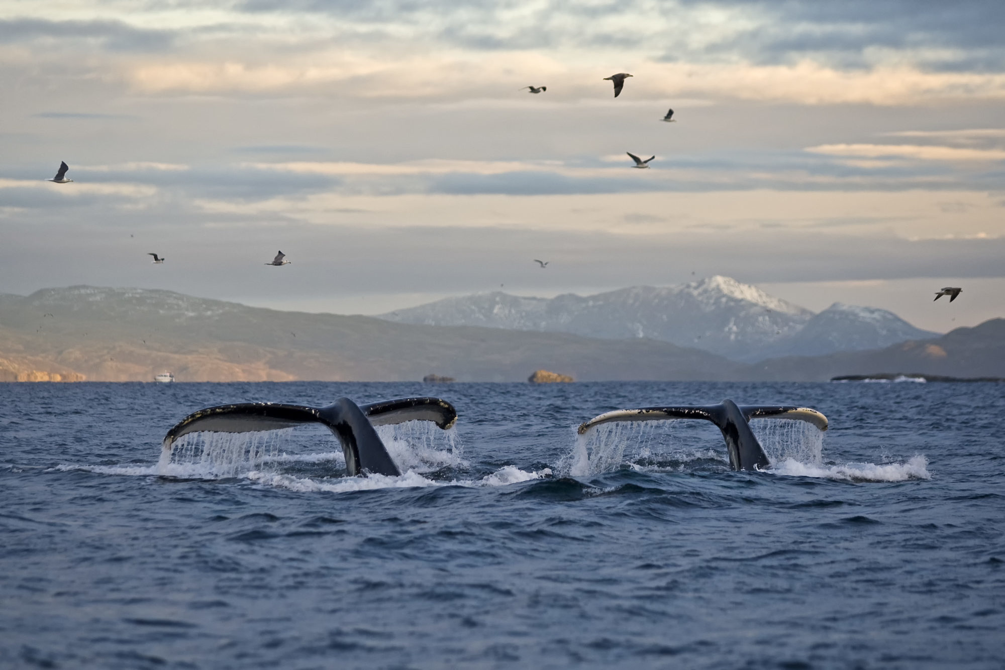 humpback whales off Norway