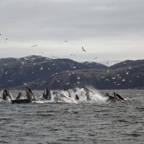 Humpback whales feeding off the coast of Norway. © Fernando Ugarte