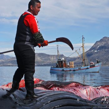 Greenlandic hunter butchering a humpback whale