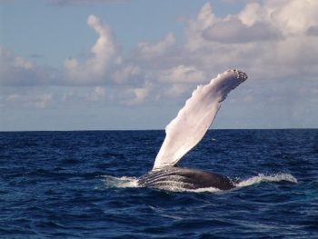 Humpback whale flipper
