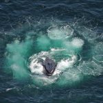 bubble feeding humpback whale