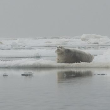 One bearded seal on pack ice