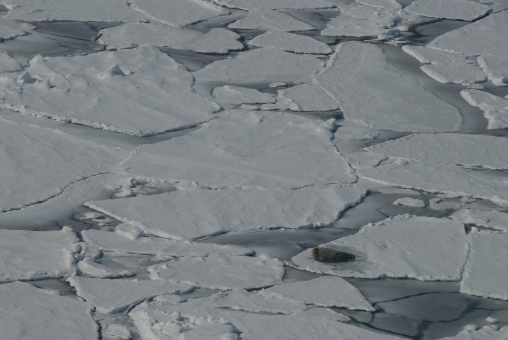 bearded seal on pack ice seen from above
