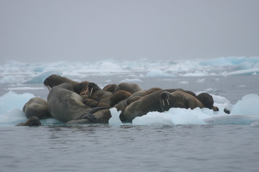 Pack walrus on ice