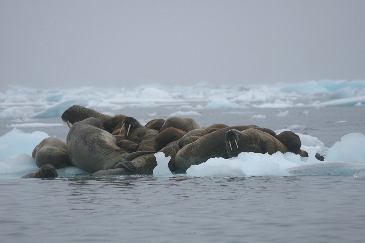 Atlantic Walrus - NAMMCO