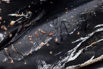Whale lice on a stranded humpback whale