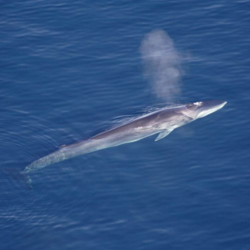 Blowing fin whale