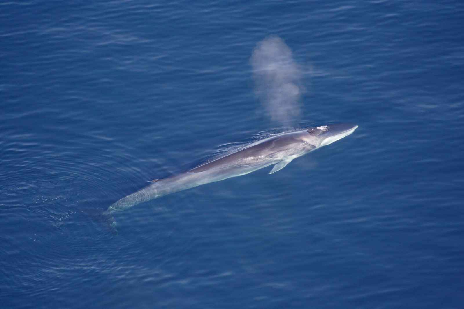 Blowing fin whale