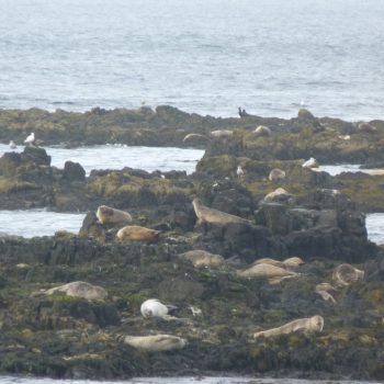 harbour seals