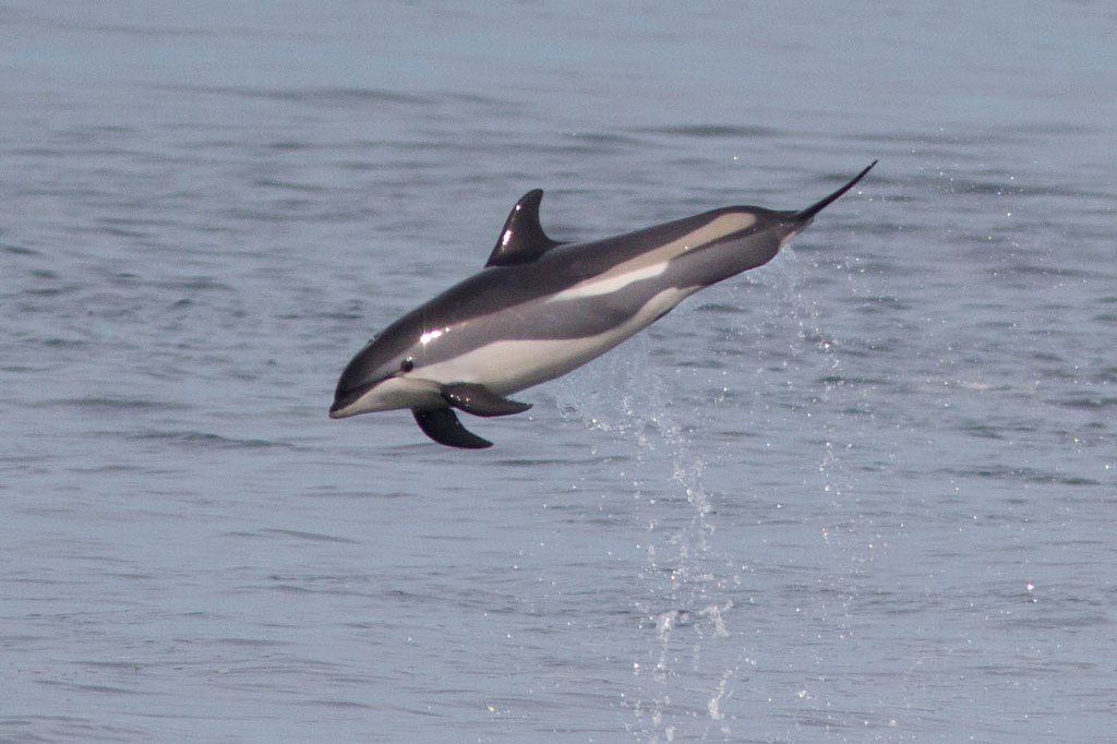 White-sided dolphin jumping