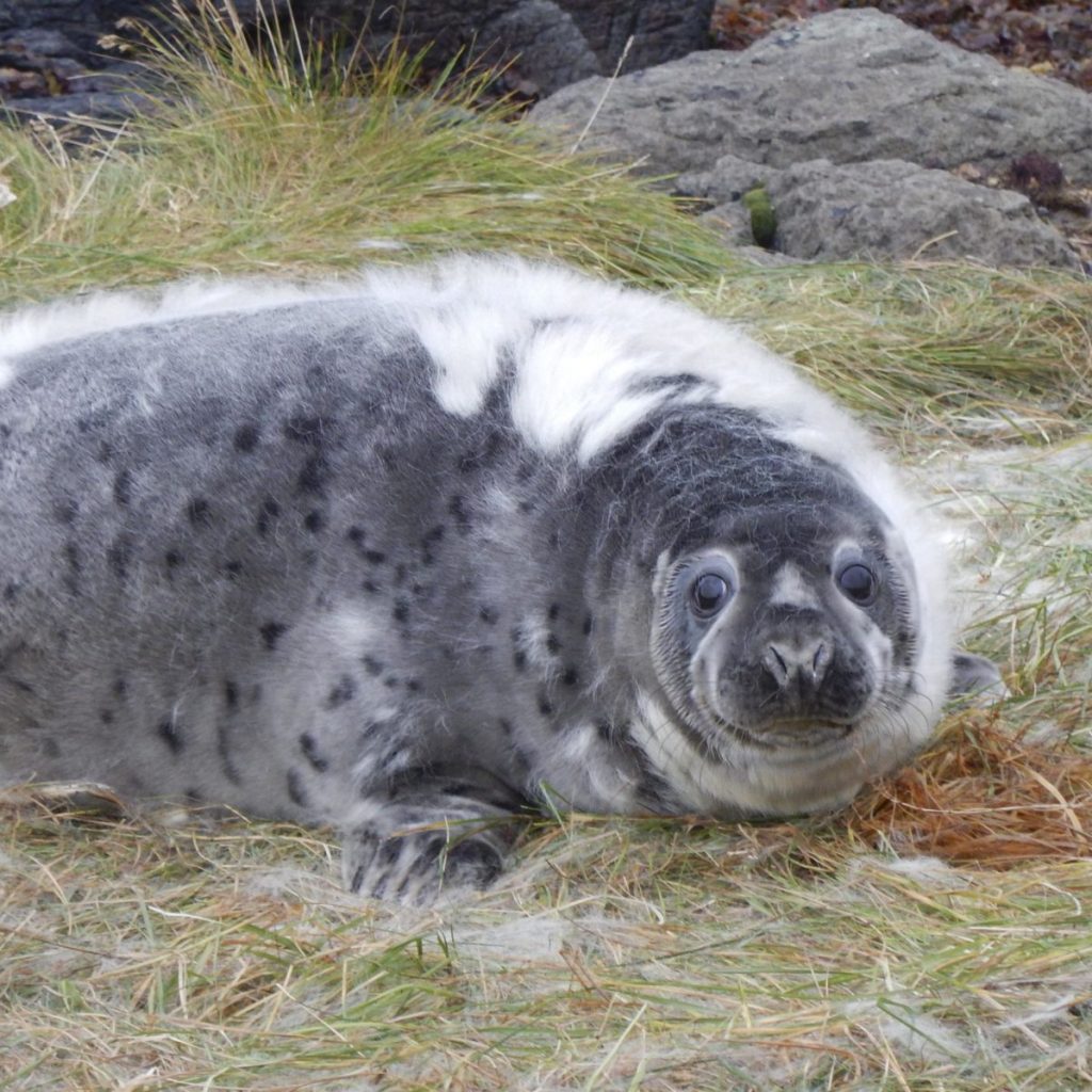 Molting seal pup