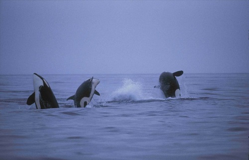 three killer whales breaching