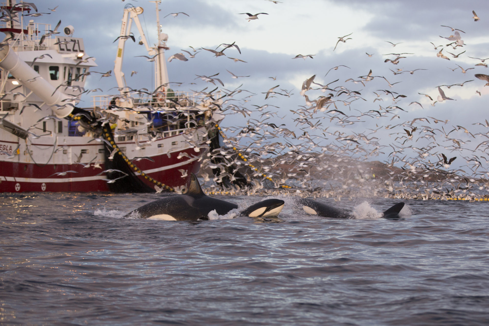 killer whales herring fishing