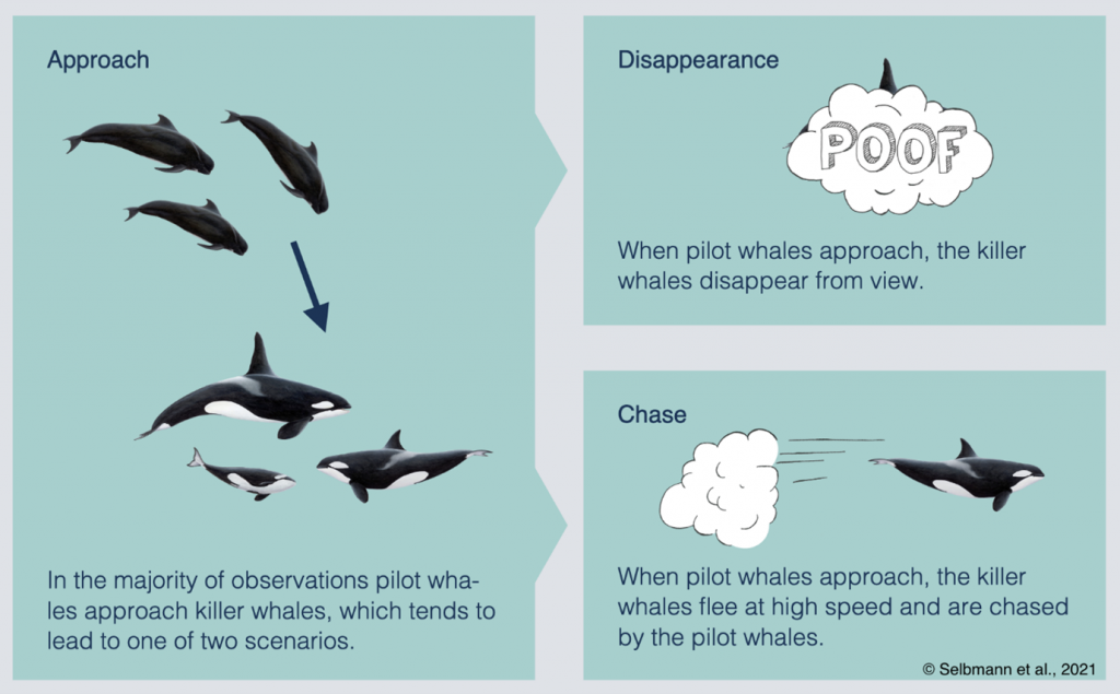 Infographic describing pilot and killer whales interactions in Iceland