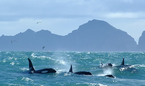 pod of killer whales swimming in Iceland