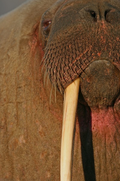 Walrus close up