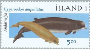 Icelandic stamp with Northern Bottlenose Whales